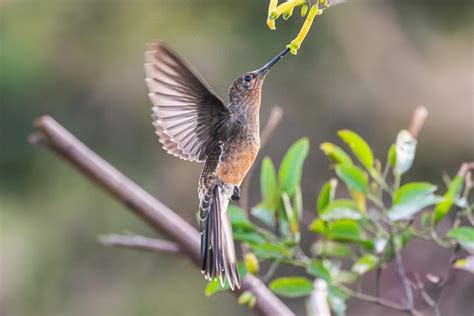  Giant Hummingbird! Gizemli Bir Brezilya Efsanesine Dalış