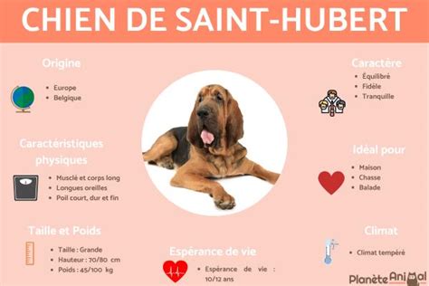  Le Chien de Saint-Hubert : Gizemli Bir Av Köpeğinin Hikayesi ve Doğruluk arayışı!