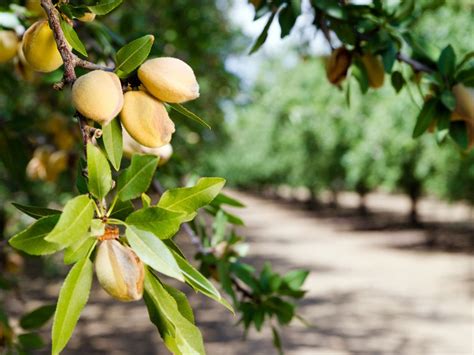  The Almond Tree - A Tale of Transformation and Unexpected Connections From Spain